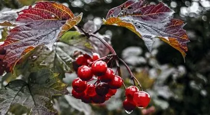 Termesztés viburnum a kertben (70 fotó) származó magvak, dugványok, fajták, a mezőgazdasági feltételeket, különösen a (mag) Termesztés viburnum a kertben (70 fotó) származó magvak, dugványok, fajták, mezőgazdasági gép, feltételeit, jellemzőit,