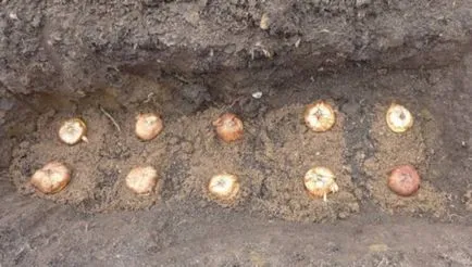 Növekvő Gladiolus otthon, tippek kezdőknek