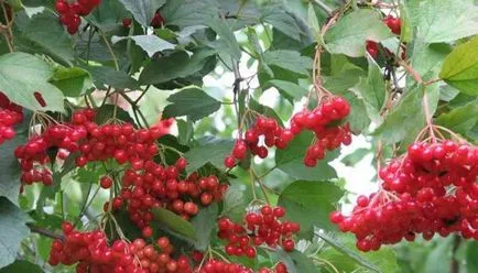 Termesztés viburnum a kertben (70 fotó) származó magvak, dugványok, fajták, a mezőgazdasági feltételek, különösen, (fotó) Termesztés viburnum a kertben (70 fotó) származó magvak, dugványok, fajták, mezőgazdasági gép, feltételeit, jellemzőit,