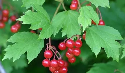 Termesztés viburnum a kertben (70 fotó) származó magvak, dugványok, fajták, a mezőgazdasági feltételek, különösen, (fotó) Termesztés viburnum a kertben (70 fotó) származó magvak, dugványok, fajták, mezőgazdasági gép, feltételeit, jellemzőit,