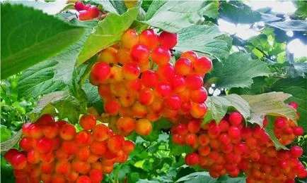 Termesztés viburnum a kertben (70 fotó) származó magvak, dugványok, fajták, a mezőgazdasági feltételeket, különösen a (mag) Termesztés viburnum a kertben (70 fotó) származó magvak, dugványok, fajták, mezőgazdasági gép, feltételeit, jellemzőit,