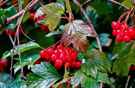 Termesztés viburnum a kertben (70 fotó) származó magvak, dugványok, fajták, a mezőgazdasági feltételek, különösen, (kert) Termesztés viburnum a kertben (70 fotó) származó magvak, dugványok, fajták, mezőgazdasági gép, feltételeit, jellemzőit,