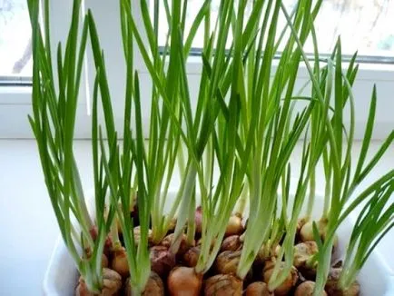 Hagyma termesztése az ablakpárkányon télen egy évre elegendő vitaminokat (tél) Hagyma termesztése az ablakpárkányon télen egy évre elegendő vitamint