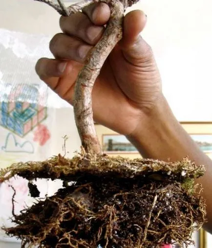 Formái bonsai