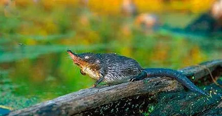 Pézsmapocok - egy rövid leírást, fotó és videó (fauna) Pézsmapocok - egy rövid leírást, fotó és videó