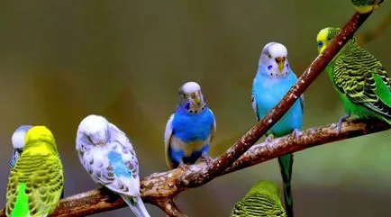 Mindent a budgies, és miért vannak úgynevezett, fotó és videó