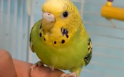 Mindent a budgies, és miért vannak úgynevezett, fotó és videó