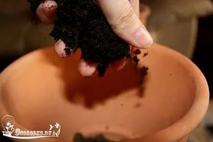 Termesztése édeskömény egy ablakpárkányon - a fajta, vetőmag, öntözés, gondozás (grade) Termesztése édeskömény egy ablakpárkányon - a fajta, vetőmag, öntözés, gondozás