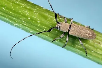 Kártevők hagymát és ellenőrzés