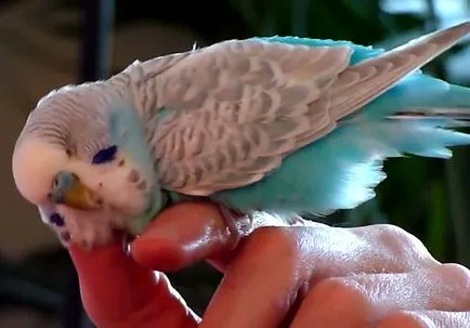 Mindent a budgies, és miért vannak úgynevezett, fotó és videó