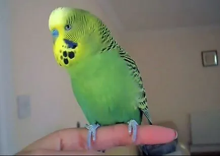 Mindent a budgies, és miért vannak úgynevezett, fotó és videó