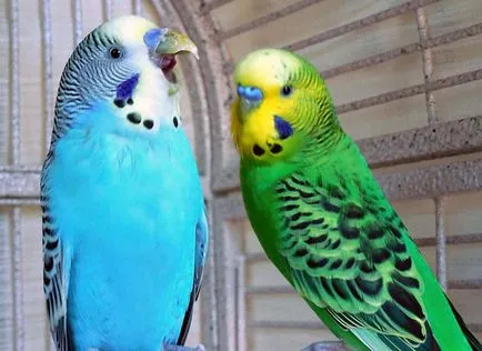 Mindent a budgies, és miért vannak úgynevezett, fotó és videó