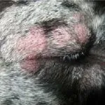Bőrbetegségek kutyák tünetei és kezelése fotókkal és nevek formájában pattanások, atópiás dermatitis
