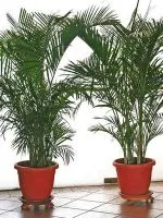 Yucca - megsárgul és száraz levelek