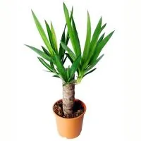 Yucca - megsárgul és száraz levelek