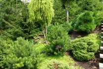 Tűlevelűek Gardens név, fénykép, díszítő tűlevelűek, luc, lombhullató fa, fenyő,