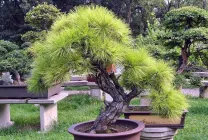 Tűlevelűek Gardens név, fénykép, díszítő tűlevelűek, luc, lombhullató fa, fenyő,