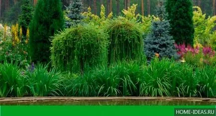 Tűlevelűek Gardens fényképét, nevét, típusát és összetételét szabályok tűlevelűek a kertben