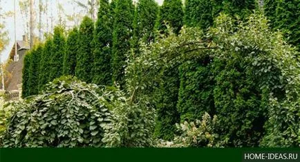 Tűlevelűek Gardens fényképét, nevét, típusát és összetételét szabályok tűlevelűek a kertben