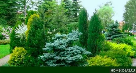 Tűlevelűek Gardens fényképét, nevét, típusát és összetételét szabályok tűlevelűek a kertben