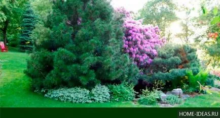 Tűlevelűek Gardens fényképét, nevét, típusát és összetételét szabályok tűlevelűek a kertben