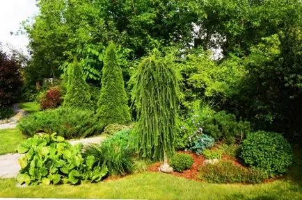 Tűlevelűek Gardens név, fénykép, díszítő tűlevelűek, luc, lombhullató fa, fenyő,