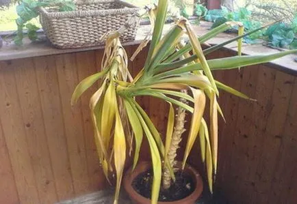 Yucca levelek sárgulnak fő oka, fotó és videó