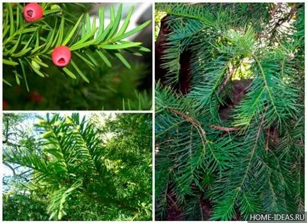 Tűlevelűek Gardens fényképét, nevét, típusát és összetételét szabályok tűlevelűek a kertben
