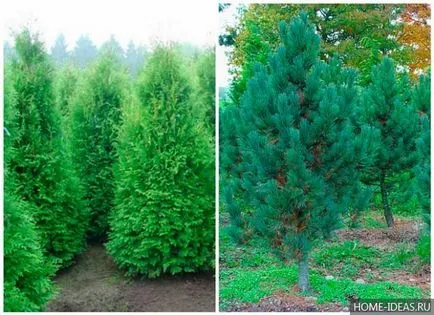Tűlevelűek Gardens fényképét, nevét, típusát és összetételét szabályok tűlevelűek a kertben