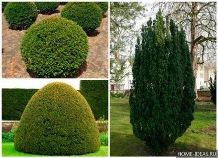 Tűlevelűek Gardens fényképét, nevét, típusát és összetételét szabályok tűlevelűek a kertben