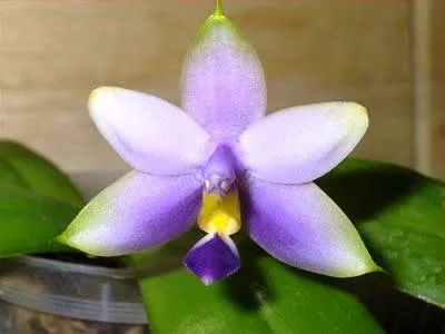 Riddle kék Phalaenopsis