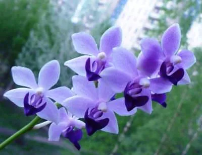 Riddle kék Phalaenopsis