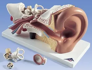 Tinnitus csendben - mert amit a gyűrűk a bal és a jobb fül (miatt) Tinnitus csendben - mert amit a gyűrűk a bal és a jobb fül