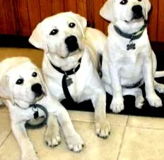 labrador