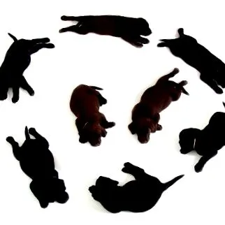 labrador