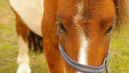 A kutya képes megfertőzni