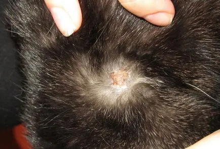 Mint allergia kezelésére kutyáknál Mint allergia kezelésére kutyáknál