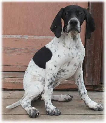 pointer kutya