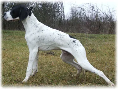 pointer kutya