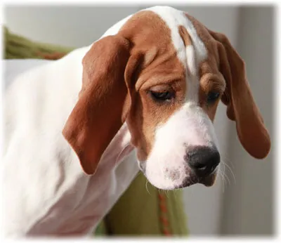 pointer kutya