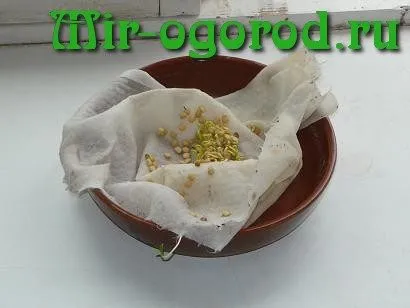 Mindent a növekvő padlizsán