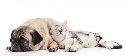Biokémiai vérvizsgálat a kutyák
