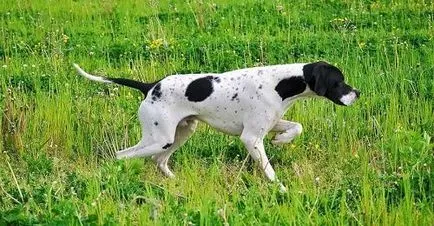 pointer kutya