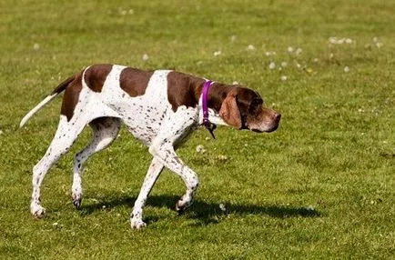 pointer kutya