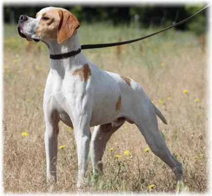 pointer kutya