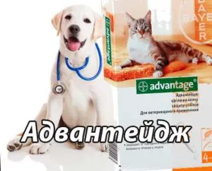 Hogyan, hogy a bolhák cica Hogyan, hogy a bolhák cica