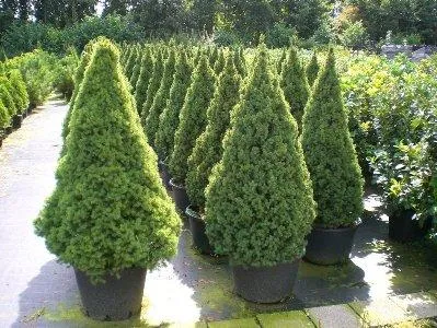 Díszfák, így