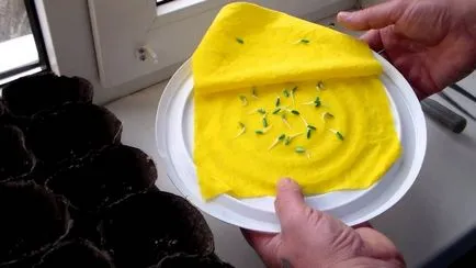 Holdnaptár ültetési uborka