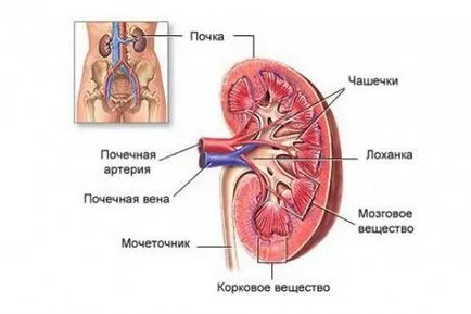 Vese kezelés gyermekeknél Vese kezelés gyermekeknél