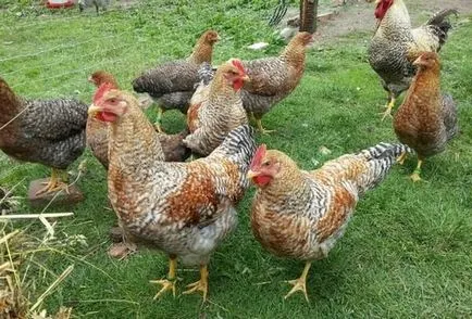 csirkék német csirkék német